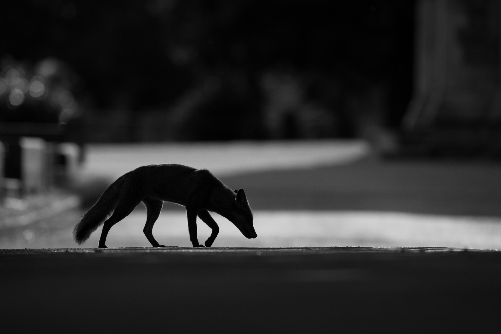 how to photograph urban foxes