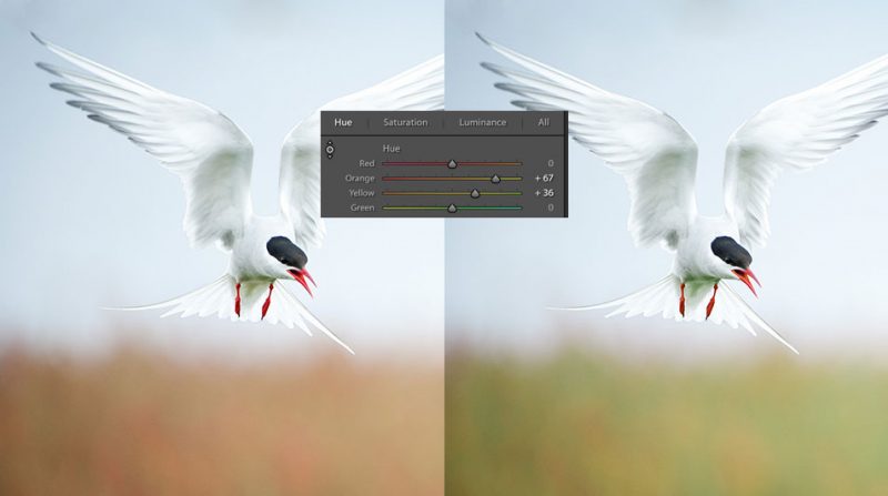Lightroom Colour Correction: Hue, Saturation & Luminance - Nature TTL