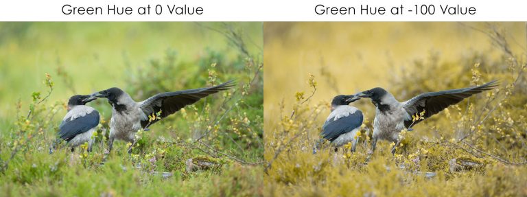 Lightroom Colour Correction: Hue, Saturation & Luminance - Nature TTL