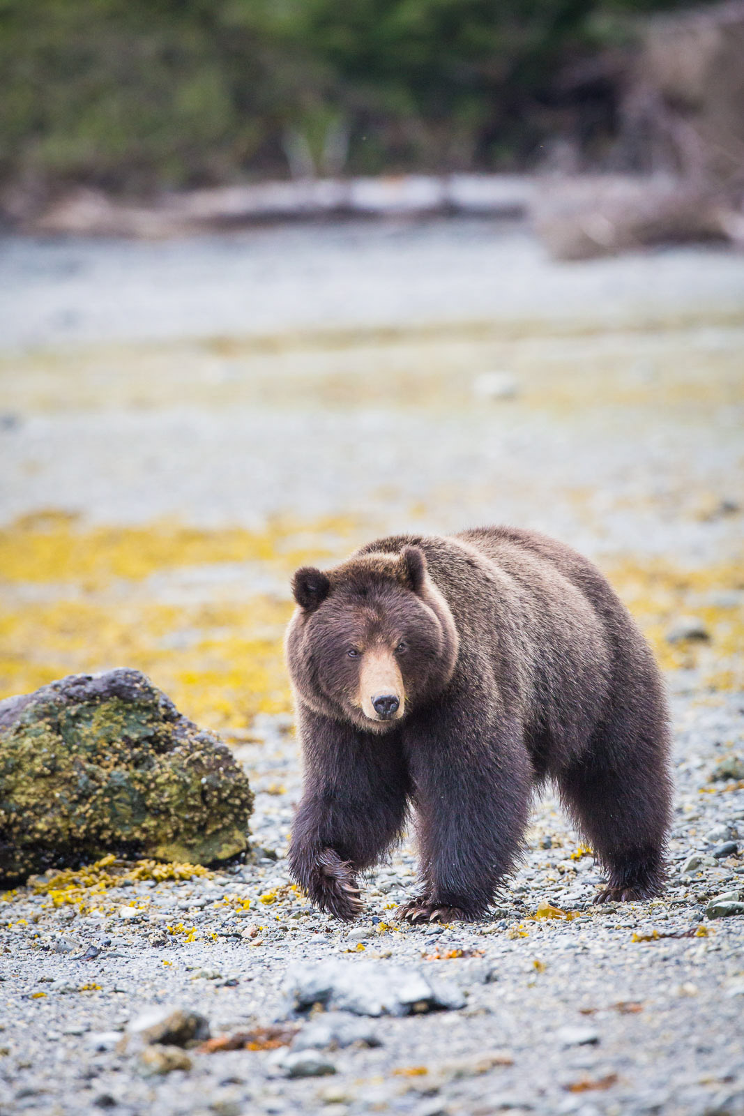 alaska brown bear photography