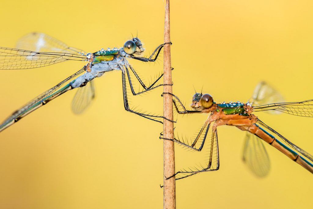 dragonflies and damselflies 