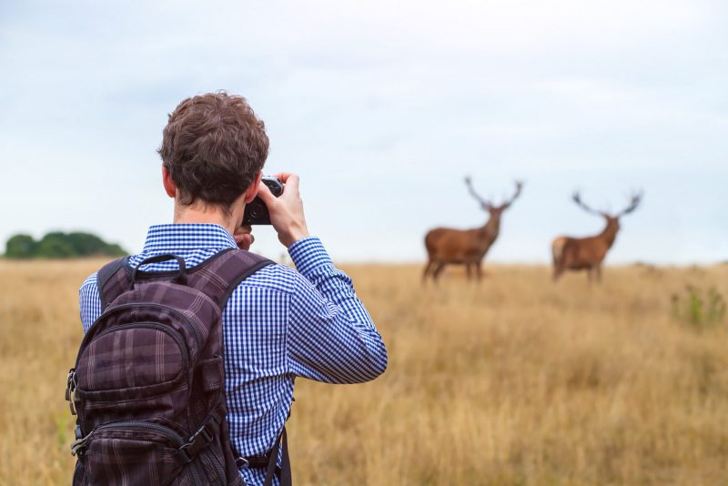 Wildlife Best Camera To Take Pictures Best Cameras For Wildlife Photography: The Sharpest And Fastest Expert  Reviews