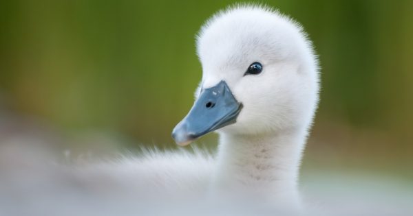 Inspiration for Springtime Wildlife Photography - Nature TTL