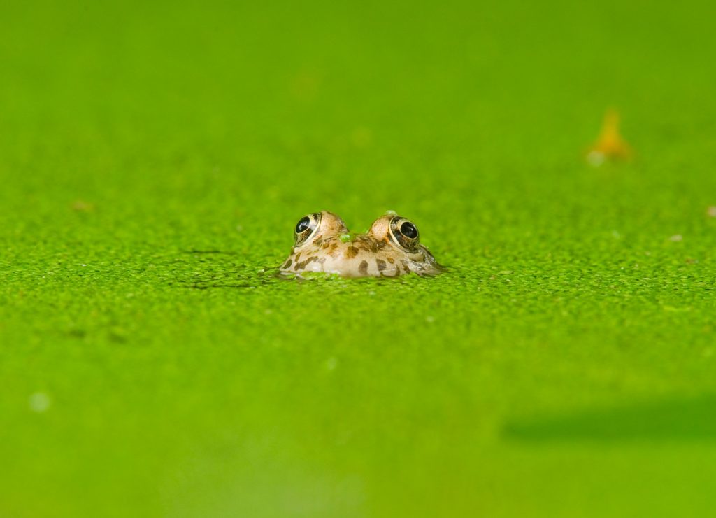 Inspiration for Springtime Wildlife Photography - Nature TTL