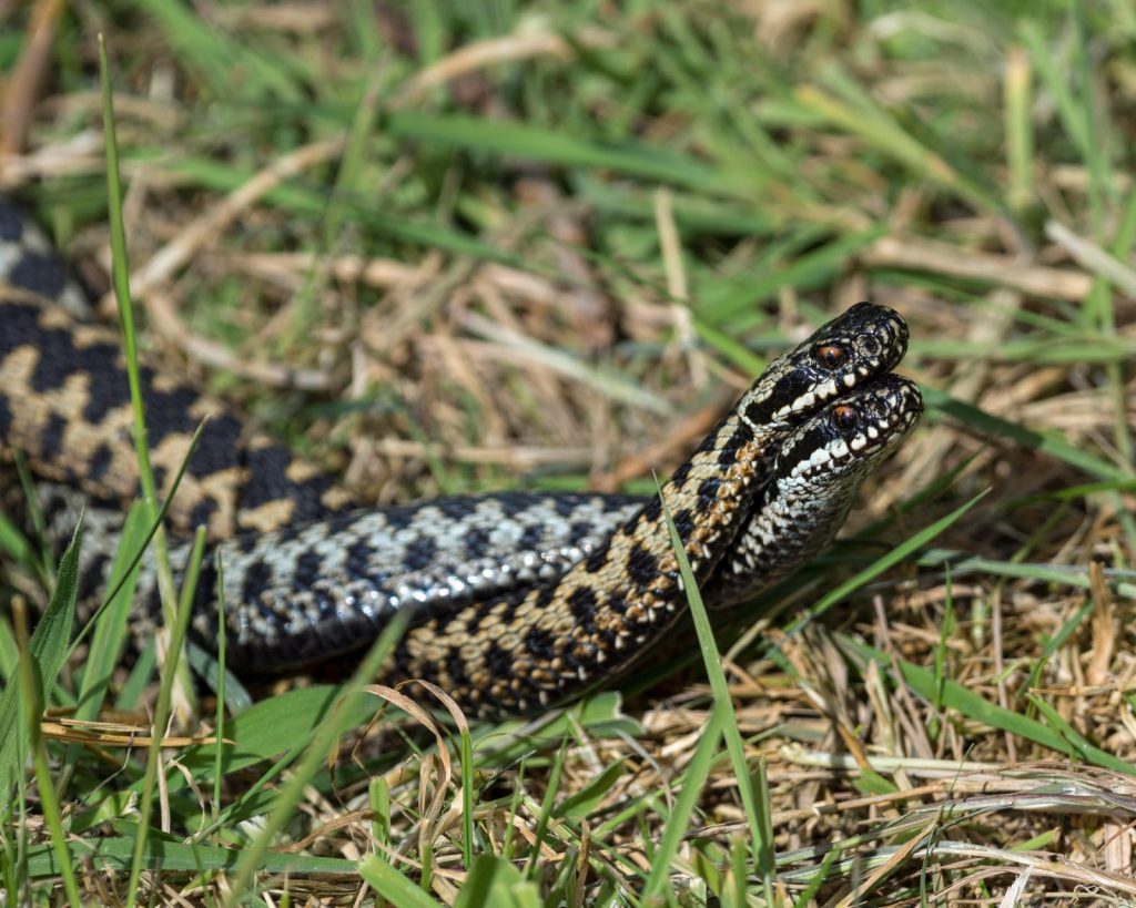 Inspiration for Springtime Wildlife Photography - Nature TTL