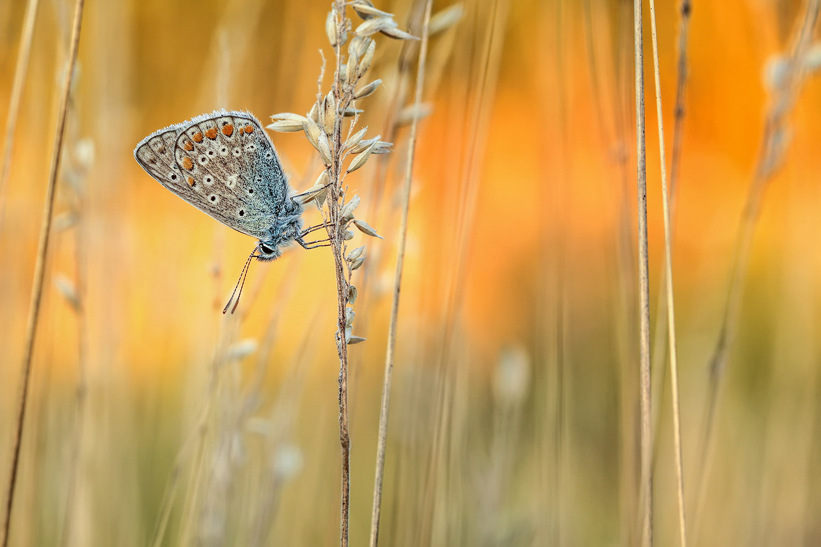 common blue