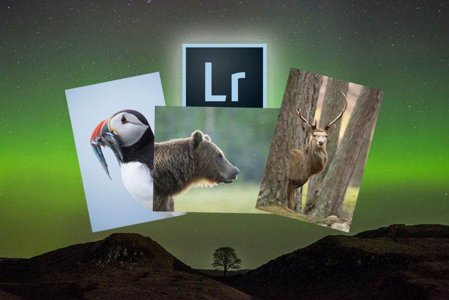 online photo editing lightroom