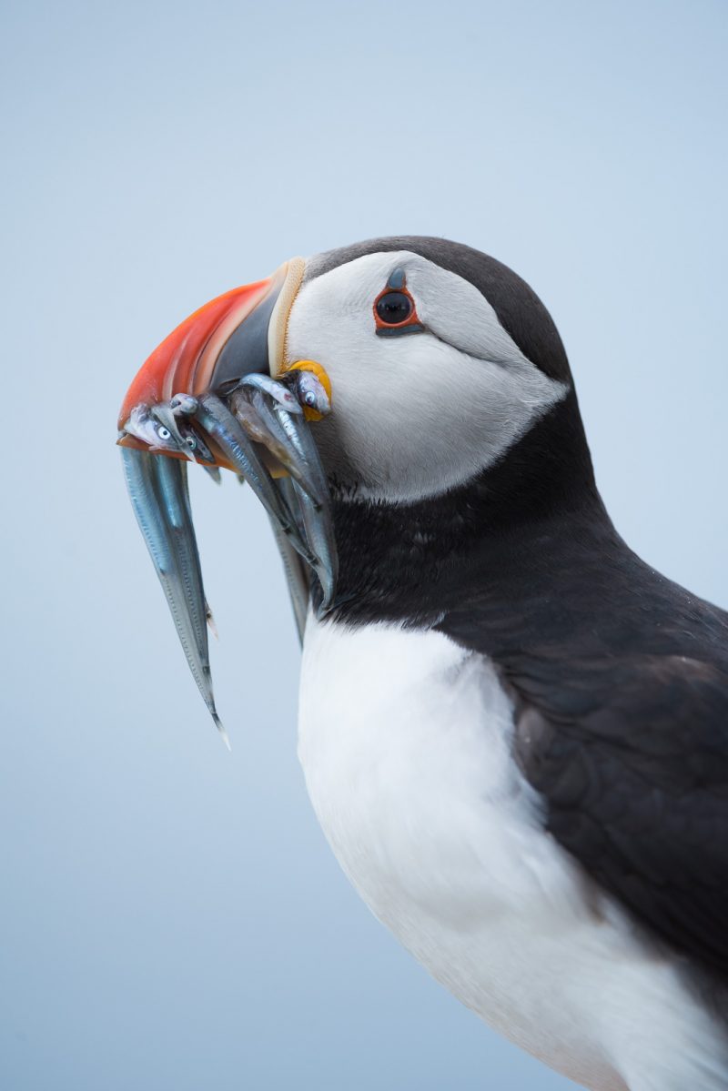 What's the Best Lens for Wildlife Photography? - Nature TTL