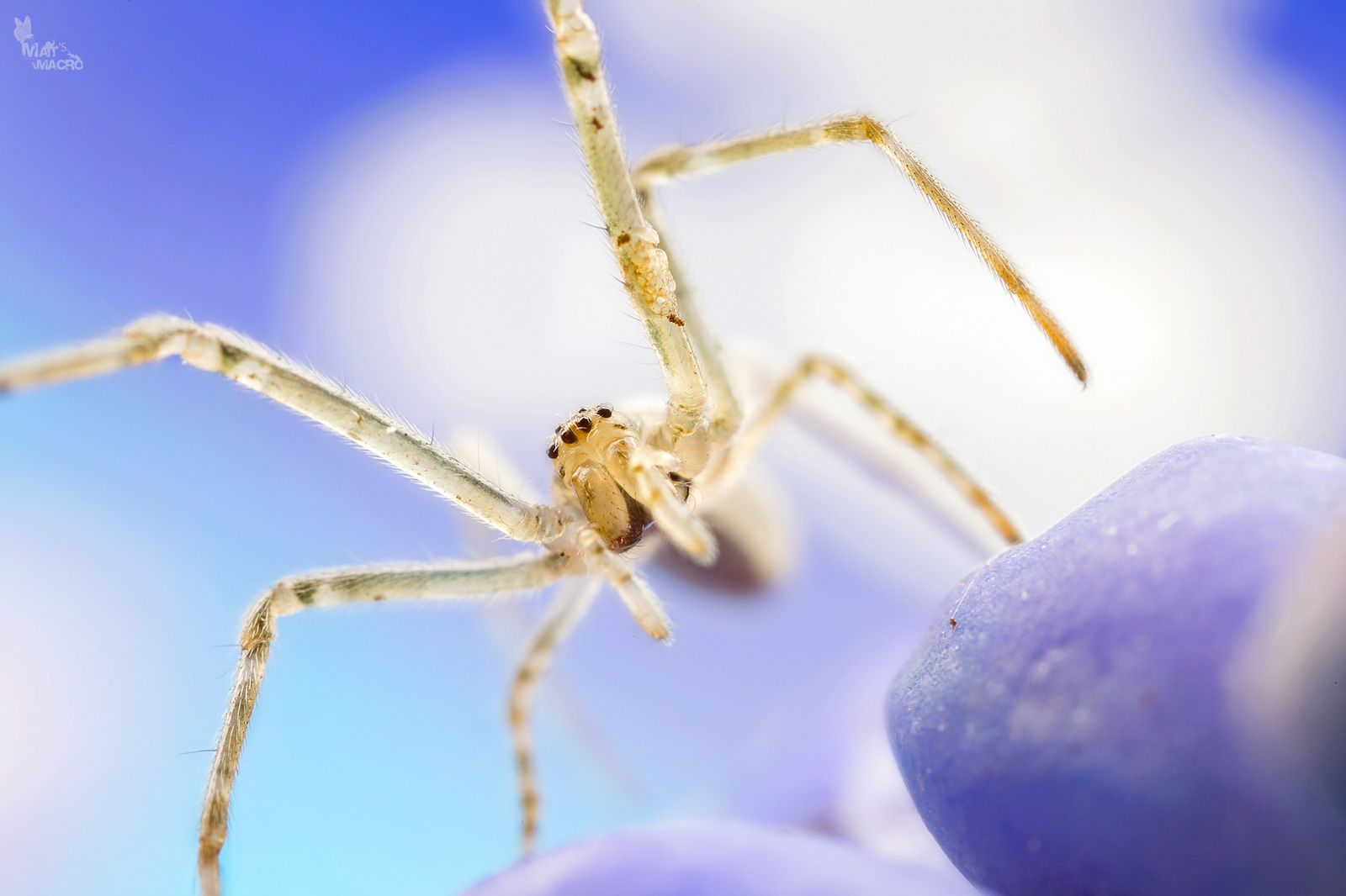 how to take photos of spiders