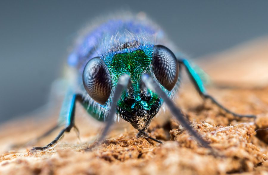 open camera focus stacking