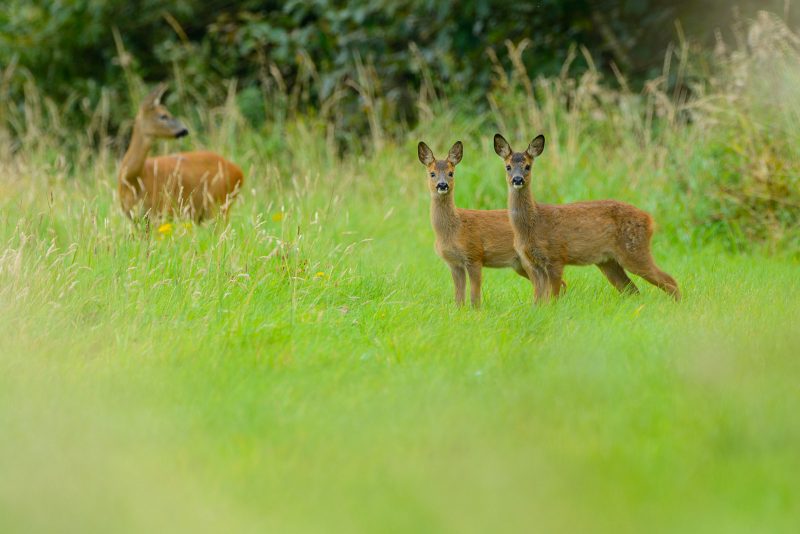 phil Johnston wildlife photography