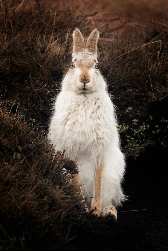 tesni ward wildlife photography