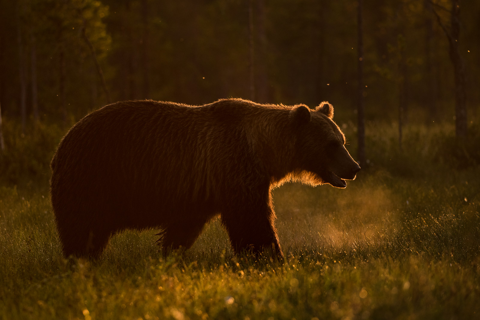 The Best Wildlife Lens for Canon Photographers | Nature TTL