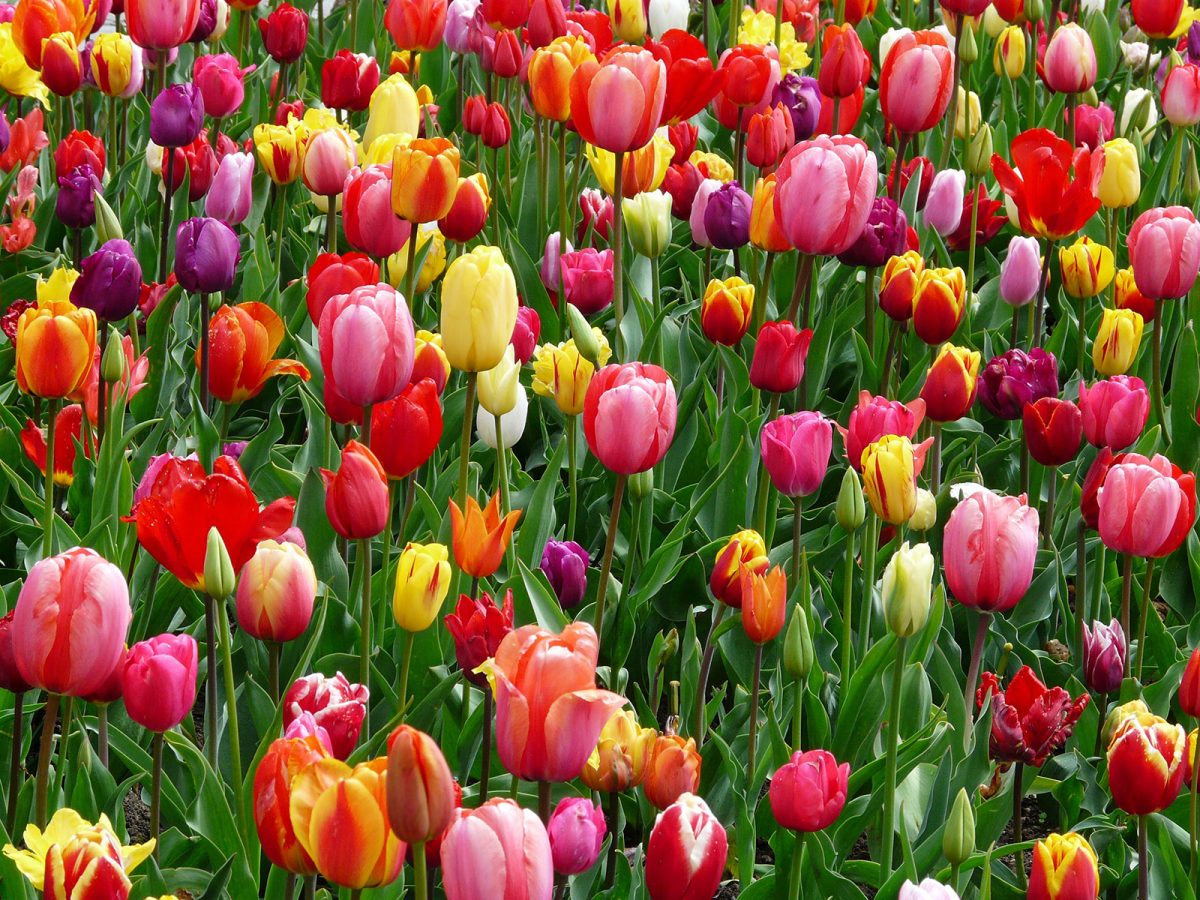 Weekly Photography Assignment: Flowers - Nature TTL