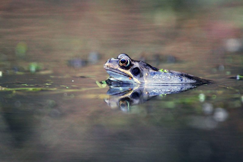 photographing frogs and toads tips