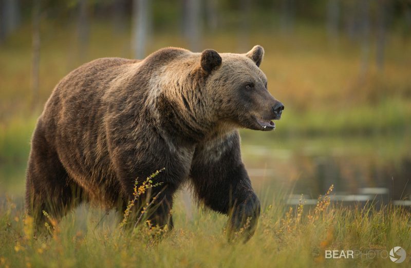 bear tours Finland