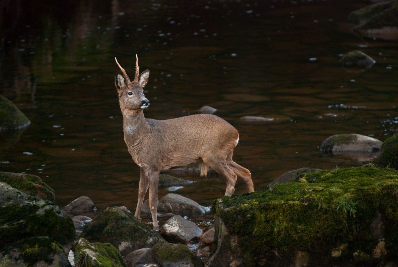 wildlife photography začátečník průvodce