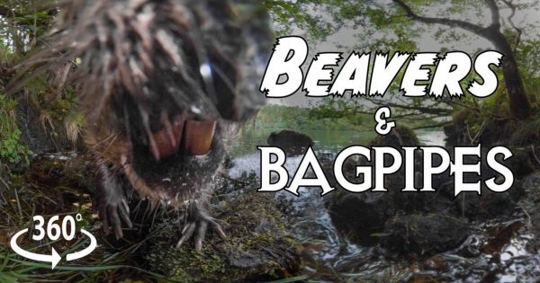 Scotland's Beaver Reintroduction Brought to Life in 360° Film
