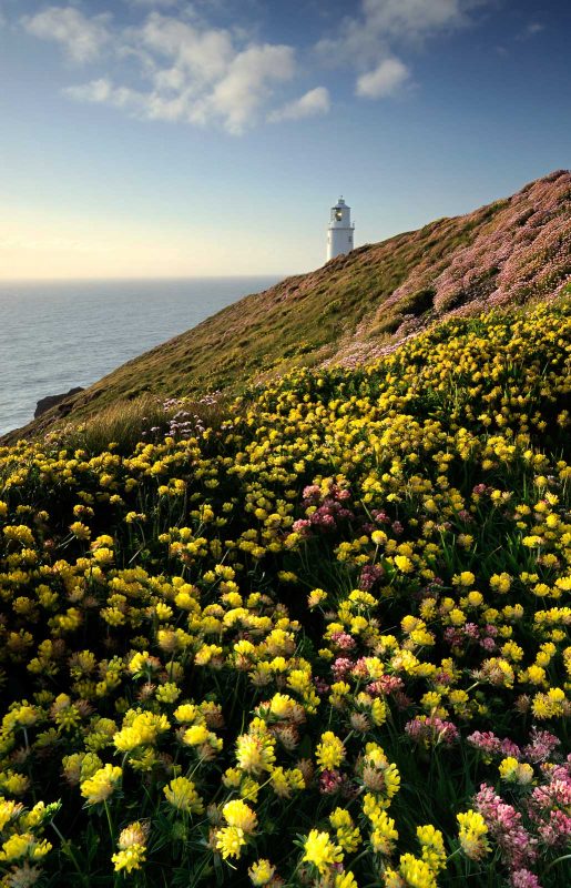 How to Photograph Flowers in a Landscape Scene - Nature TTL