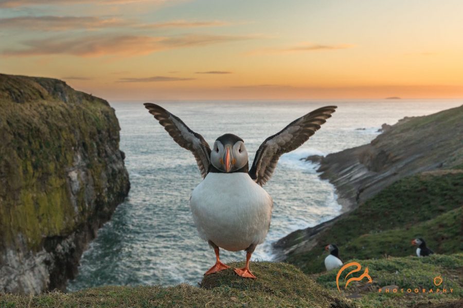 How I Got the Shot: Sunset Puffin on Skomer Island | Nature TTL