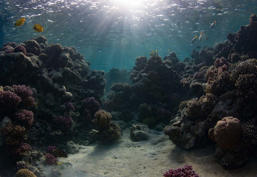 8 Tips for Creating Amazing Lighting in Underwater Photos Nature TTL