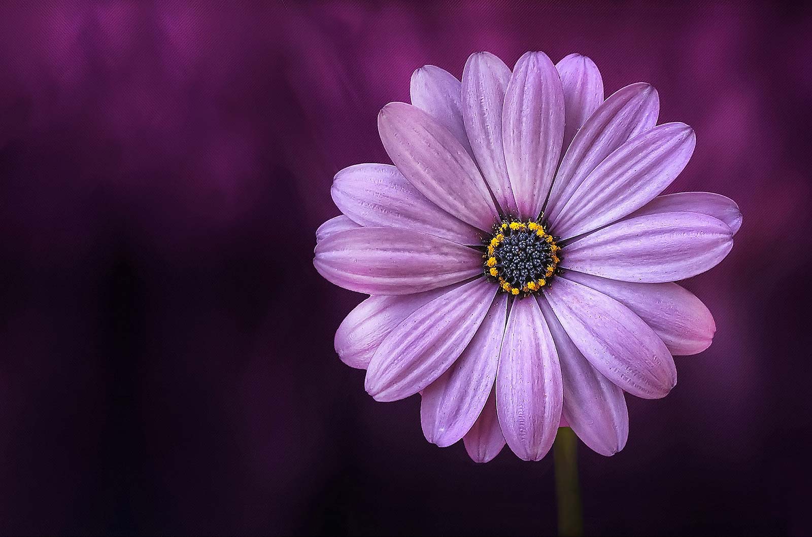 Weekly Photography Assignment: Flowers - Nature TTL