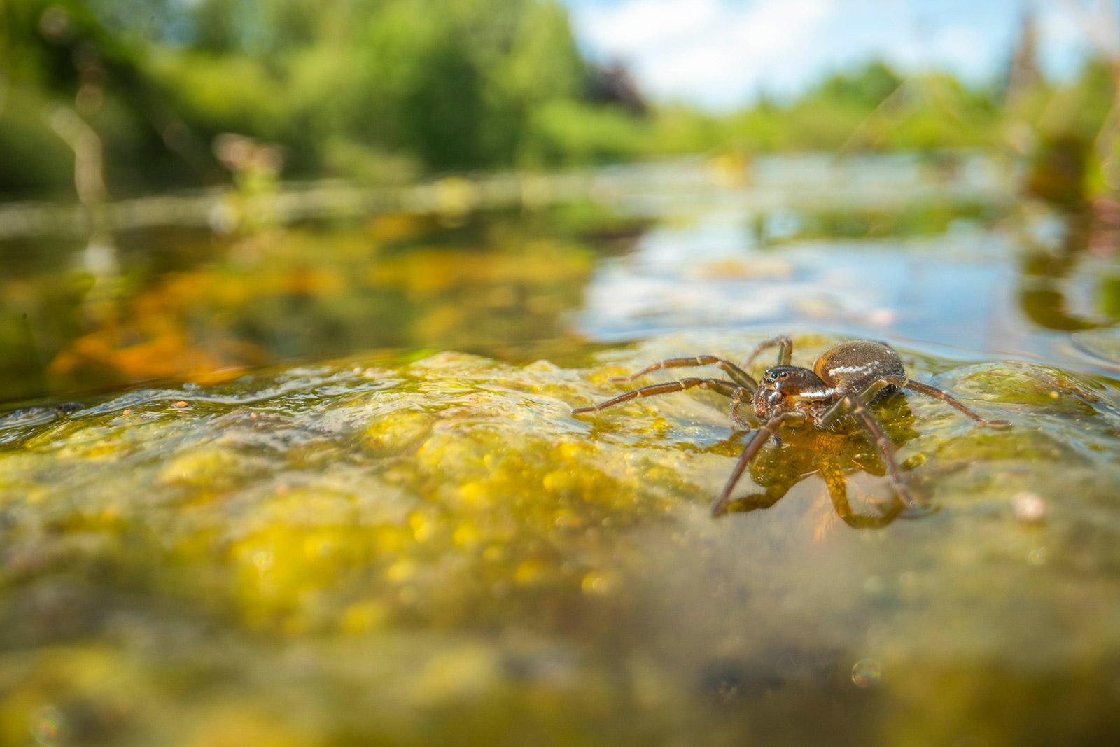Laowa 24mm f/14 Probe Lens Review The Weird 21 Macro Lens Nature TTL