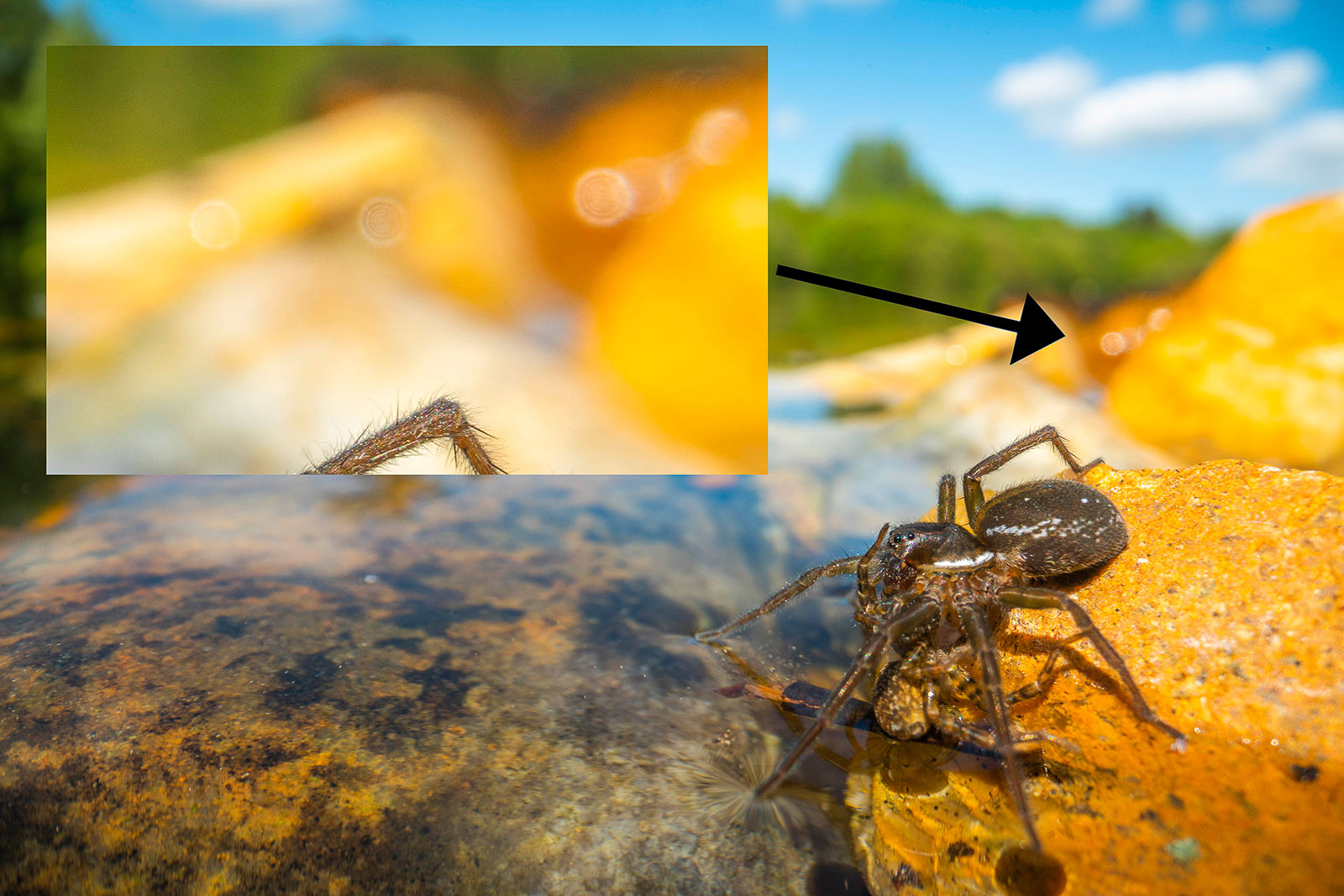 Laowa 24mm f/14 Probe Lens Review The Weird 21 Macro Lens Nature TTL