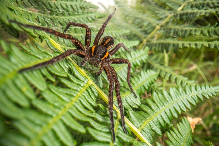 Laowa 24mm f/14 Probe Lens Review The Weird 21 Macro Lens Nature TTL