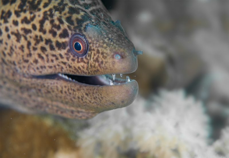 How to Photograph Beautiful Underwater Portraits