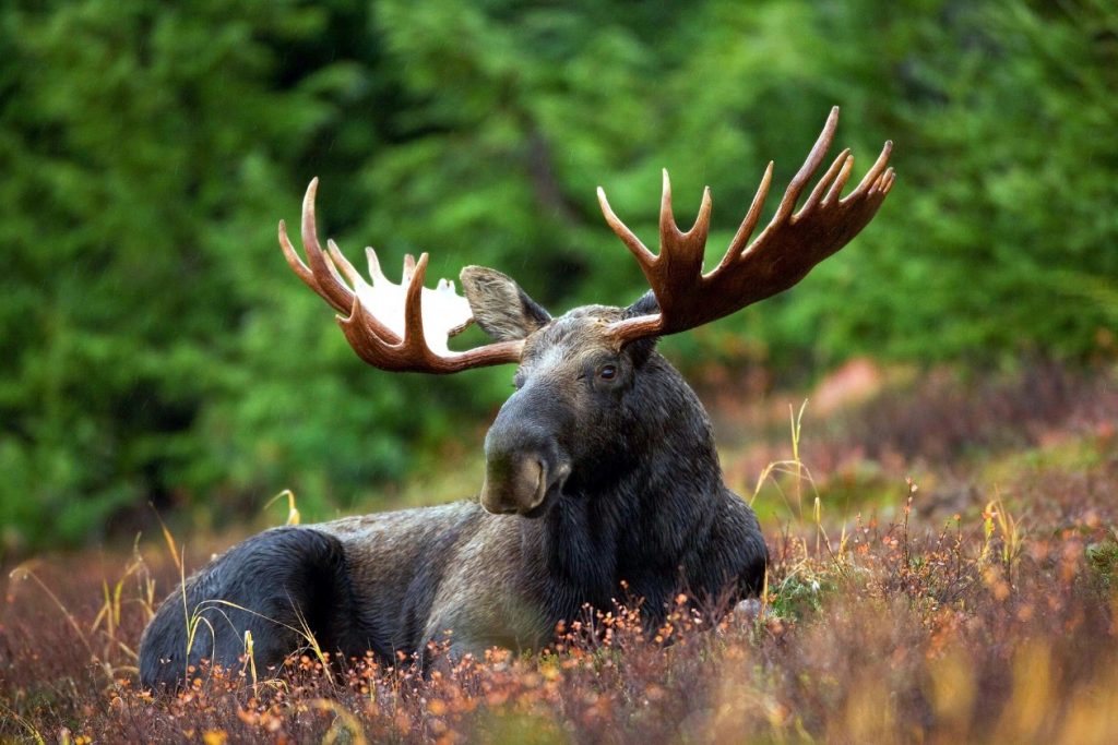 Moose Drowns After Being Surrounded by People Taking Pictures - Nature TTL