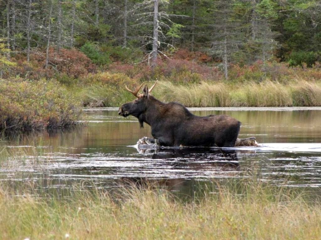 Moose Drowns After Being Surrounded by People Taking Pictures - Nature TTL
