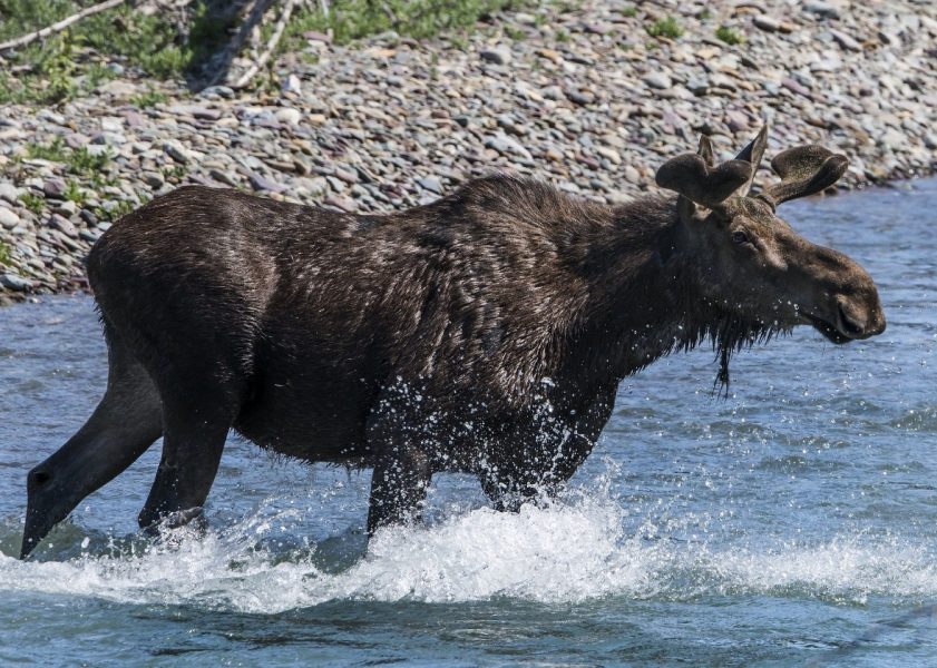 Moose Drowns After Being Surrounded by People Taking Pictures - Nature TTL