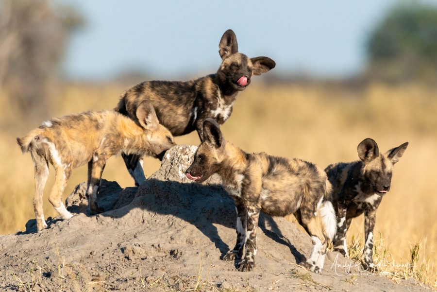 Botswana photography safari