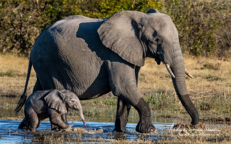 Botswana wildlife photography safari