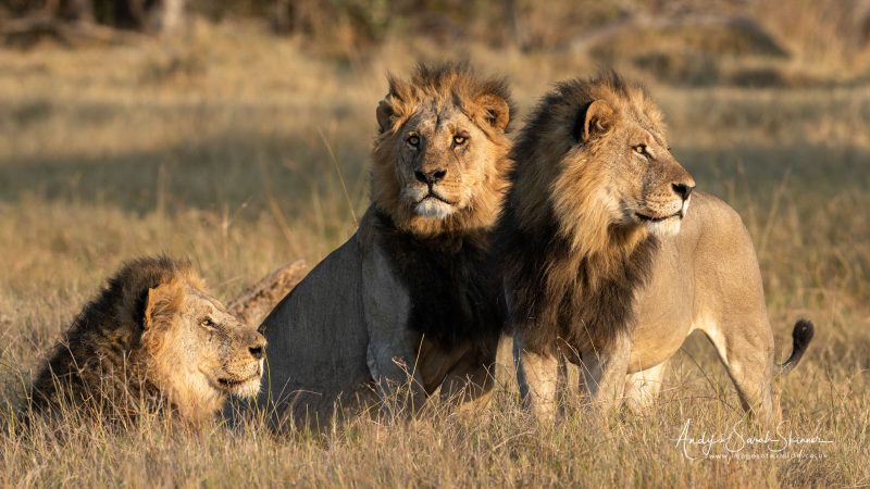 Botswana wildlife photography safari