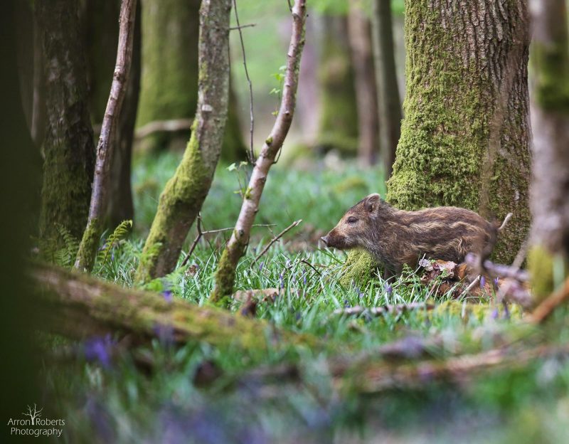 How to photograph wild boar in the forest of dean