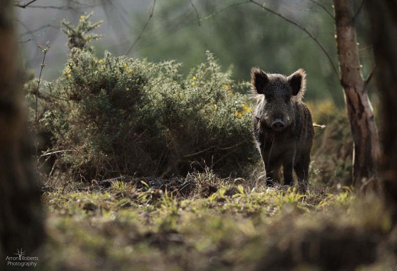 How to photograph wild boar in the forest of dean