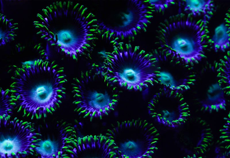 photographing Underwater Fluorescent Coral 