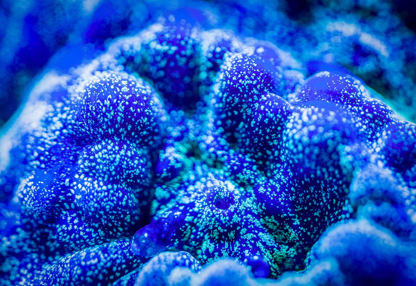 A Shot in the Dark 7 Underwater Photography Tips for Fluorescent