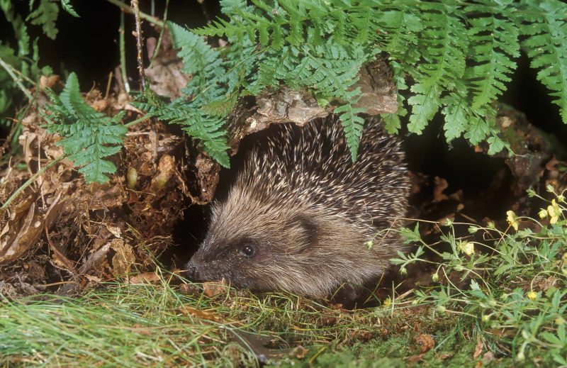 photographing wildlife backyard tips