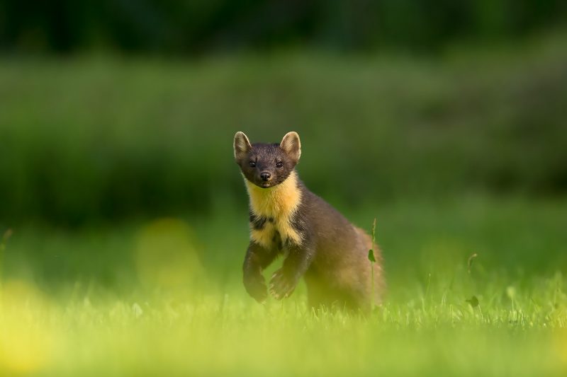 photographing wildlife backyard tips