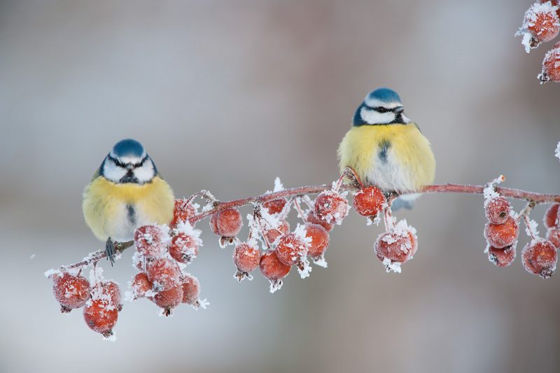 Photographer Captures Gorgeous Bird Photos in Her Own Backyard