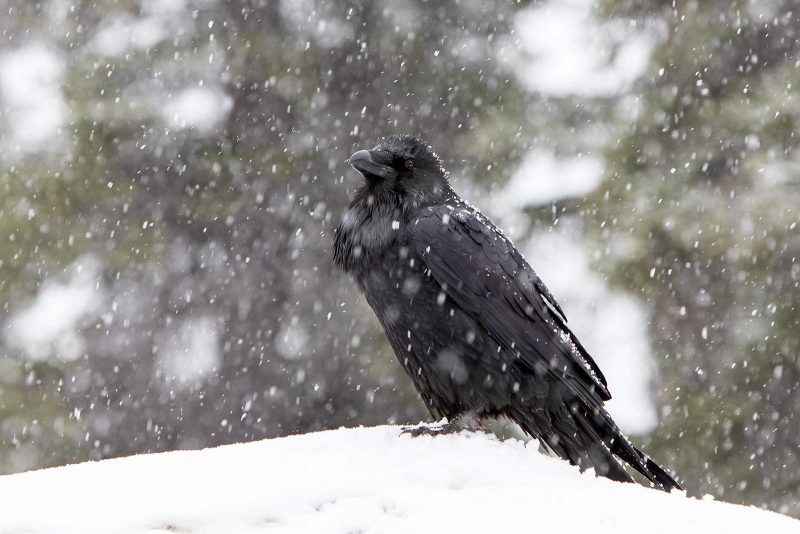 Photographing Wildlife in the winter snow