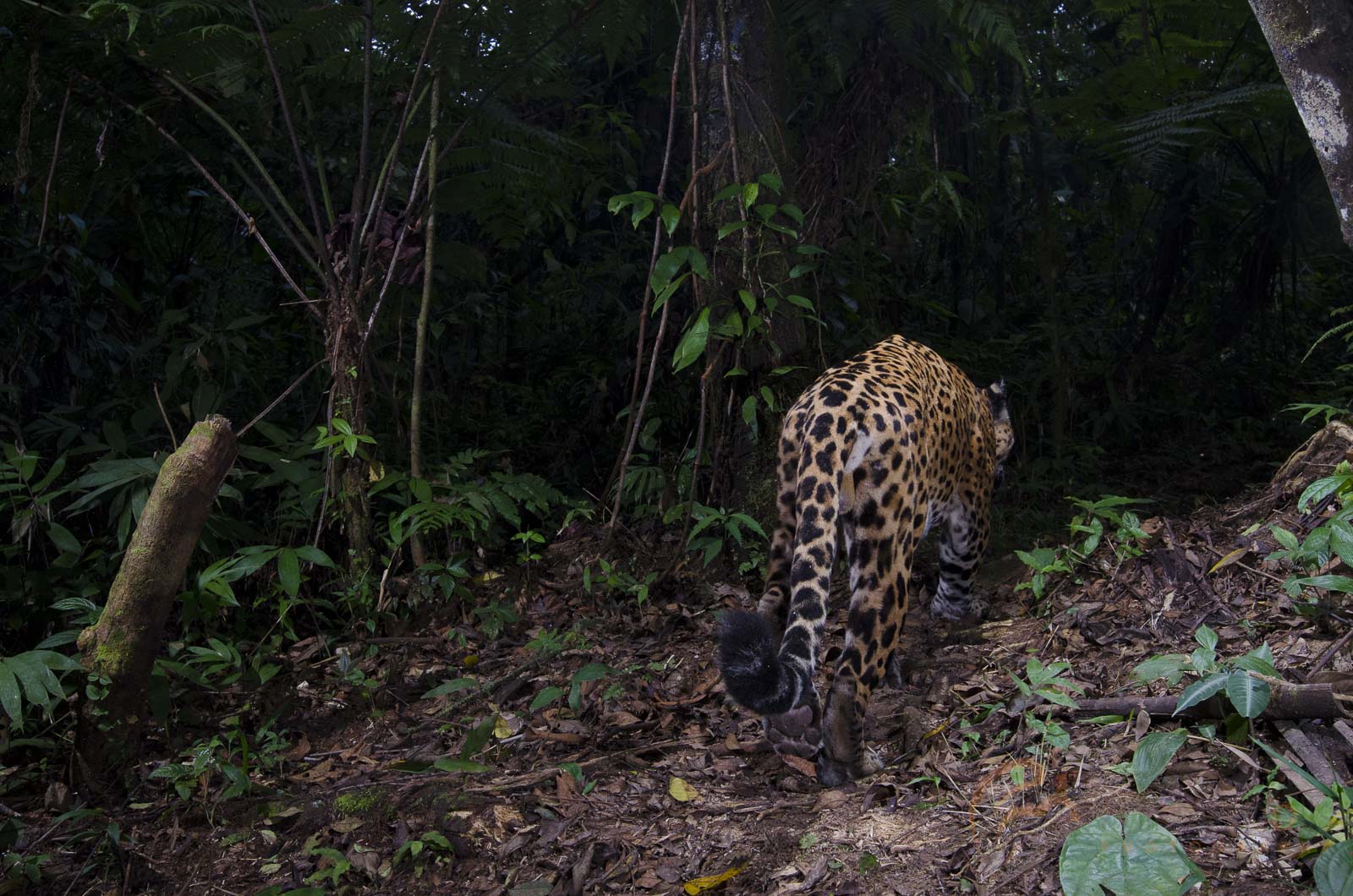 8 Tips for Wildlife Camera Trap Photography Nature TTL