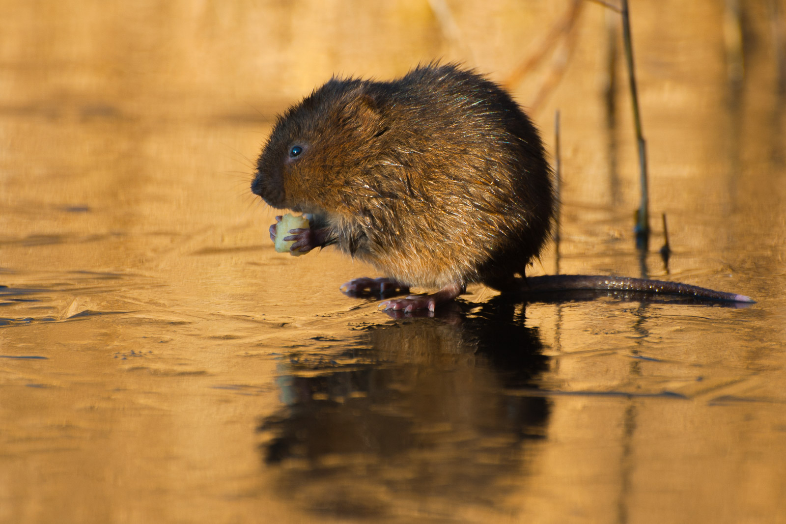 How to Photograph Wildlife in Nature Reserves | Nature TTL