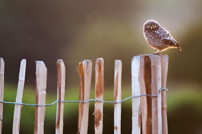 How to Photograph Wildlife in Nature Reserves