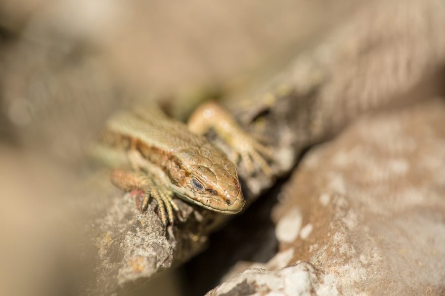 5 Tips for Shooting Insect Macro Photos with Personality - Nature TTL