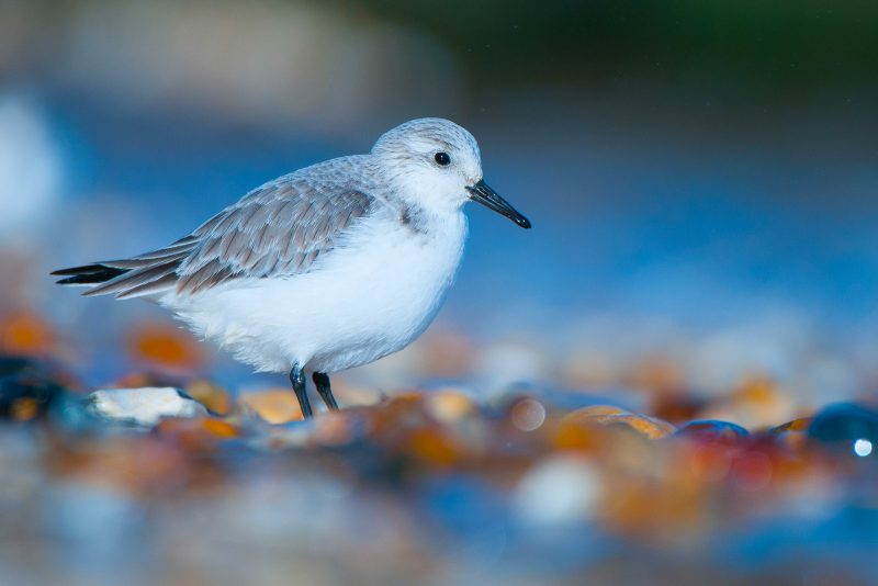 5 Tips for Photographing Wading Birds - Nature TTL