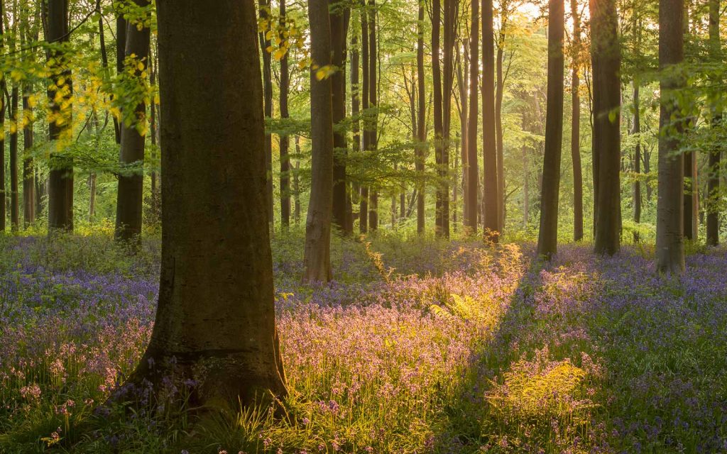 How to Photograph Spring Landscapes - Nature TTL